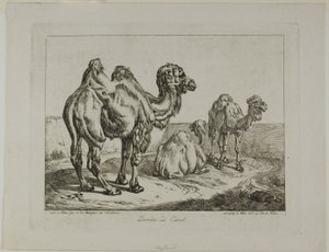 Dromedar und Kamel von Johann Adam Klein