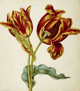 Tulpe, ca. 1660