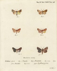 Gestreifter Gelbspanner, Tileacea aurago 1-4, und Tonmotte, Mythimna ferrago 5,6. Handkolorierter Kupferstich von Johann Carl Bock nach Eugenius Johann Christoph Espers Die Schmetterlinge in Abbildungen nach der Natur, Erlangen von Johann Carl Bock