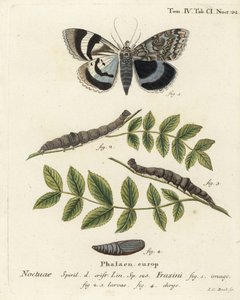 Blauer Unterflügel oder Clifden Nonpareil, Catocala fraxini. Handkolorierter Kupferstich von Johann Carl Bock nach Eugenius Johann Christoph Espers Die Schmetterlinge in Abbildungen nach der Natur, Erlangen