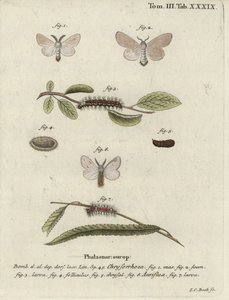 Braunschweifmotte, Euproctis chrysorrhoea