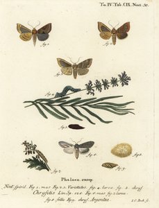 Polierte Messingmotte, Diachrysia chrysitis 1-5, und grün silbergesprenkelter Hai, Cucullia argentea 6-9. Handkolorierter Kupferstich von Johann Carl Bock nach Eugenius Johann Christoph Espers Die Schmetterlinge in Abbildungen nach der Natur, Erlangen von Johann Carl Bock