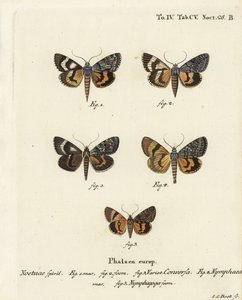 Catocala conversa 1-3, Catocala nymphaea 4, und Eichen-Gelber Unterflügel, Catocala nymphagoga 5. Handkolorierter Kupferstich von Johann Carl Bock nach Eugenius Johann Christoph Espers Die Schmetterlinge in Abbildungen nach der Natur, Erlangen