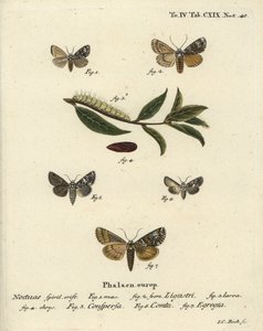 Kronenmotte, Craniophora ligustri 1-4, Marmorierte Krone, Hadena confusa 5, Verschiedene Krone, Hadena compta 6, und Grüne Bögen, Anaplectoides prasina 7. Handkolorierte Kupferstichgravur von Johann Carl Bock nach Eugenius Johann Christoph Espers Die Schme