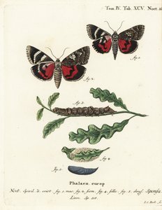 Dunkelroter Unterflügel, Catocala sponsa. Handkolorierter Kupferstich von Johann Carl Bock nach Eugenius Johann Christoph Espers Die Schmetterlinge in Abbildungen nach der Natur, Erlangen von Johann Carl Bock