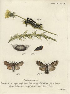 Dunkle Tussock, Dicallomera fascelina