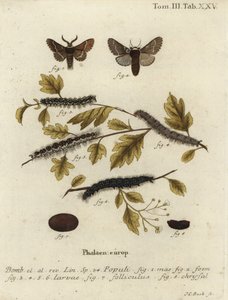 Dezembermotte, Poecilocampa populi