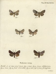 Düsteres Gehäuse, düster marmoriertes Braun und brauner Rustik. von Johann Carl Bock