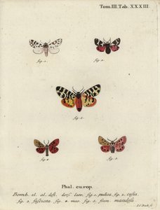 Diskrete Kapuzen- und Tigermotten