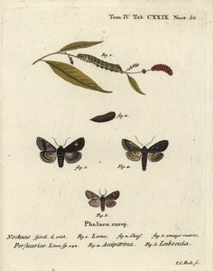 Punkt, Melanchra persicariae 1-4, und Dryobota labecula 5. Handkolorierter Kupferstich von Johann Carl Bock nach Eugenius Johann Christoph Espers Die Schmetterlinge in Abbildungen nach der Natur, Erlangen