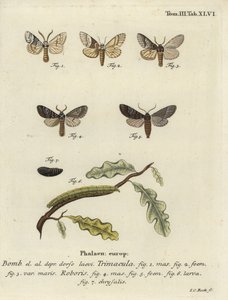 Drymonia dodonaea Motte.