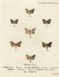 Dunkle Sallow, Eremobia ochroleuca 1,4, Cynaeda dentalis 2,3, Ohrmotte, Amphipoea oculea 5,6, und Gemeiner Rustik, Mesapamea secalis 7. Handkolorierter Kupferstich von Johann Carl Bock nach Eugenius Johann Christoph Espers Die Schmetterlinge in Abbildungen von Johann Carl Bock