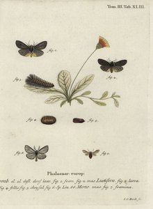 Epatolmis caesarea und Penthophera morio Motten von Johann Carl Bock
