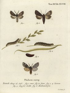 Gefiederte gotische und Rannoch-Sprawler-Motten von Johann Carl Bock