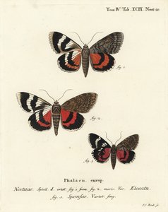 Französischer Roter Unterflügel, Catocala elocata 1,2, und Dunkelroter Unterflügel, Catocala sponsa 3. Handkolorierter Kupferstich von Johann Carl Bock nach Eugenius Johann Christoph Espers Die Schmetterlinge in Abbildungen nach der Natur, Erlangen von Johann Carl Bock