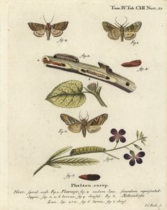 Gefrostete Orangemotte, Gortyna Flavago und Winkel-Schatten, Phlogophora Meticulosa von Johann Carl Bock