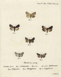 Gartendart, Euxoa nigricans 1-3, Hadena filograna 4, Löwenmaul-Brokat, Calophasia platyptera 5, Simyra nervosa 6. Handkolorierter Kupferstich von Johann Carl Bock nach Eugenius Johann Christoph Espers Die Schmetterlinge in Abbildungen nach der Natur von Johann Carl Bock
