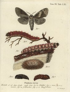 Ziegenmotte, Cossus cossus