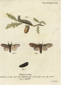 Große Hervorragende, Peridea anceps