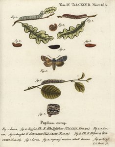 Grauer Schulterknoten, Lithophane ornitopus 1,2, gerüschte Kastanie, Agrochola helvola 3-5, Konformist, Lithophane furcifera 6-9. Handkolorierter Kupferstich von Johann Carl Bock nach Eugenius Johann Christoph Espers Die Schmetterlinge in Abbildungen