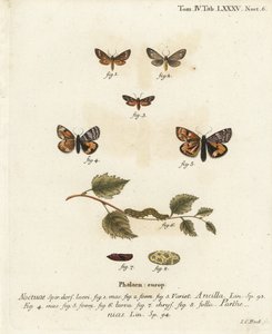 Handmaid-Motte, Dysauxes ancilla 1-3, und Orange-Unterflügel, Archiearis parthenias 4-8. Handkolorierter Kupferstich von Johann Carl Bock nach Eugenius Johann Christoph Espers Die Schmetterlinge in Abbildungen nach der Natur, Erlangen