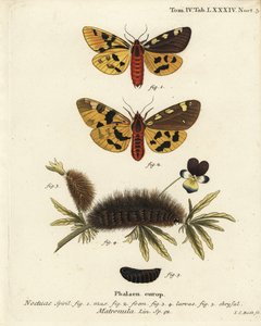 Große Tigermotte, männlich und weiblich, Pericallia matronula. Handkolorierter Kupferstich von Johann Carl Bock nach Eugenius Johann Christoph Espers Die Schmetterlinge in Abbildungen nach der Natur, Erlangen von Johann Carl Bock