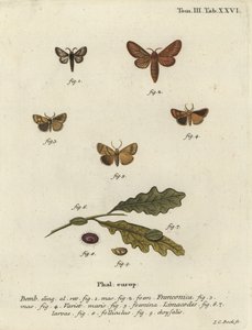 Malacosoma franconicum Motte und Festoon, Apoda limacodes
