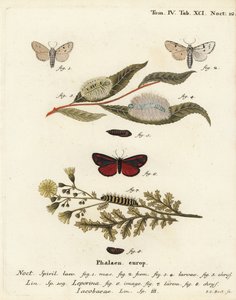 Müller-Motte, Acronicta leporina 1-5, und Zinnober-Motte, Tyria jacobaeae 6-8. Handkolorierter Kupferstich von Johann Carl Bock nach Eugenius Johann Christoph Espers Die Schmetterlinge in Abbildungen nach der Natur, Erlangen