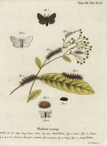 Muslinmotte, Diaphora mendica