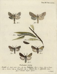 Blasser Prominent, Herz und Keule, und dunkles Schwertgras von Johann Carl Bock