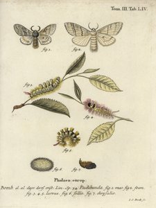 Pale Tussock, Calliteara pudibunda