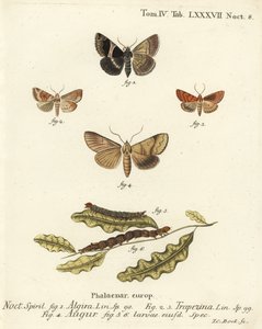 Passagiermotte, Dysgonia Algira, Dun-Bar, Cosmia Trapezina, Doppel-Dart oder Wahrsager, Graphiphora Augur, Larven
