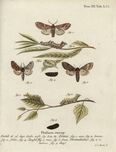 Kiesel-Prominent und Eisen-Prominent
