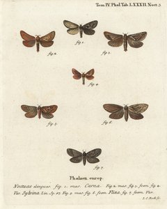 Pharmacis carna 2-4, Orange-Swift, Triodia sylvina 5,6, und Gold-Swift, Phymatopus hecta 7. Handkolorierter Kupferstich von Johann Carl Bock nach Eugenius Johann Christoph Espers Die Schmetterlinge in Abbildungen nach der Natur, Erlangen von Johann Carl Bock