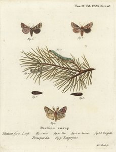 Kiefern-Schönheit, Panolis flammea 1-6, und Latein-Motte, Callopistria juventina 7. Handkolorierter Kupferstich von Johann Carl Bock nach Eugenius Johann Christoph Espers Die Schmetterlinge in Abbildungen nach der Natur, Erlangen von Johann Carl Bock