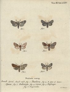 Gepuderter Quäker, Rote Kastanie, Ziegelmotte usw. von Johann Carl Bock