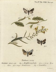 Rothaarige Kastanie, Conistra erythrocephala 1-4, Leinkraut-Brokat, Calophasia lunula 5 und Graue Schulterknoten, Lithophane ornitopus 6. Handkolorierter Kupferstich von Johann Carl Bock nach Eugenius Johann Christoph Espers Die Schmetterlinge in Abb