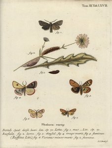 Rotlinien-Quäker, bewölkter Buff und gerüschte Kastanie. von Johann Carl Bock