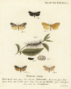 Rotnackiger Fußmann, Atolmis rubricollis 1, vierfleckiger Fußmann, Lithosia quadra 2-6, und gelber Fußmann, Katha depressa 7,9. Handkolorierter Kupferstich von Johann Carl Bock nach Eugenius Johann Christoph Espers Die Schmetterlinge in Abbildungen nach de von Johann Carl Bock
