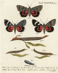 Rotes Unterflügel-Motte, Catocala nupta. Handkolorierter Kupferstich von Johann Carl Bock nach Eugenius Johann Christoph Espers Die Schmetterlinge in Abbildungen nach der Natur, Erlangen