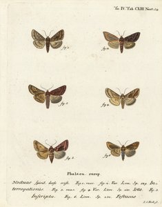 Seltene Silber-Y, Syngrapha Interrogationis, Einfache Gold-Y, Autographa Jota, Goldfleck, Plusia Festucae von Johann Carl Bock