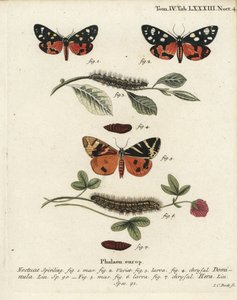 Scharlachrote Tiger-Motte, Callimorpha dominula 1-4, und Jersey-Tiger-Motte, Euplagia quadripunctaria 5-7. Handkolorierter Kupferstich von Johann Carl Bock nach Eugenius Johann Christoph Espers Die Schmetterlinge in Abbildungen nach der Natur, Erlangen