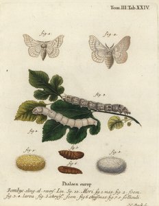 Seidenmotte, Bombyx mori