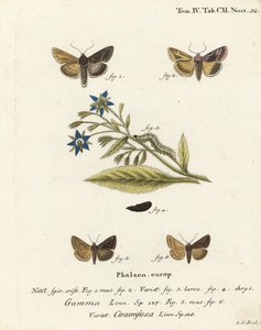 Silber-Y-Motte, Autographa gamma 1-4 und Essex-Y-Motte, Cornutiplusia circumflexa 5,6. Handkolorierter Kupferstich von Johann Carl Bock nach Eugenius Johann Christoph Espers Die Schmetterlinge in Abbildungen nach der Natur, Erlangen von Johann Carl Bock