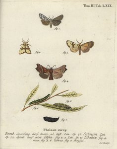 Gefleckter Fußmann, Staurophora celsia und Heroldsmotte.