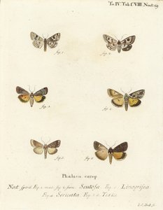 Gefleckte Klee, Schinia Scutosa, Epilecta Linogrisea, Guernsey Unterflügel, Polyphaenis Sericata und Stroh-Unterflügel, Thalpophila Matura von Johann Carl Bock