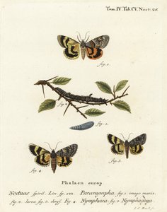 Süßfarn-Unterflügel, Catocala Antinympha, Catocala Nymphaea und Eichen-Gelber Unterflügel, Catocala Nymphagoga von Johann Carl Bock