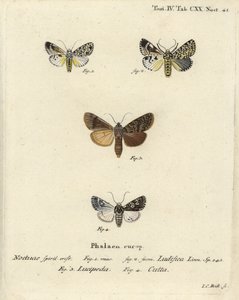 Trichosea ludifica 1,2, Südliche Rustikale, Rhyacia lucipeta 3, und Lamprosticta culta 4. Handkolorierter Kupferstich von Johann Carl Bock nach Eugenius Johann Christoph Espers Die Schmetterlinge in Abbildungen nach der Natur, Erlangen