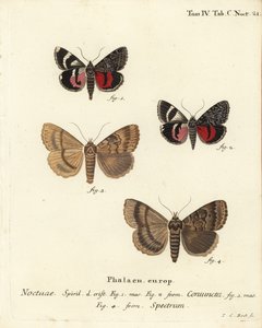Unterflügel, Catocala coniuncta 1,2, und Apopestes spectrum 3,4. Noctua coniuncta, Noctua spectrum. Handkolorierter Kupferstich von Johann Carl Bock nach Eugenius Johann Christoph Espers Die Schmetterlinge in Abbildungen nach der Natur, Erlangen