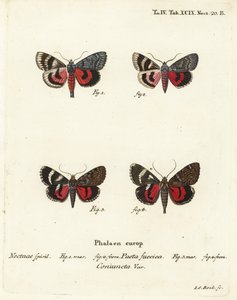 Unterflügelmotten, Catocala pacta und Catocala coniuncta. Handkolorierte Kupferstichgravur von Johann Carl Bock nach Eugenius Johann Christoph Espers „Die Schmetterlinge in Abbildungen nach der Natur“, Erlangen von Johann Carl Bock